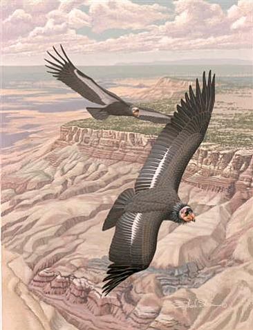 California Condors - California Condors over Vermilion Cliffs in Northern AZ by Richard Sloan (1935-2007)